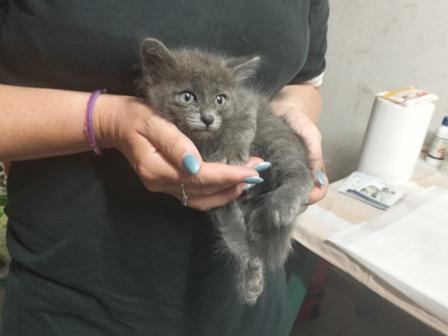 Adotta un gatto, maschio, 3 settimane, Trento