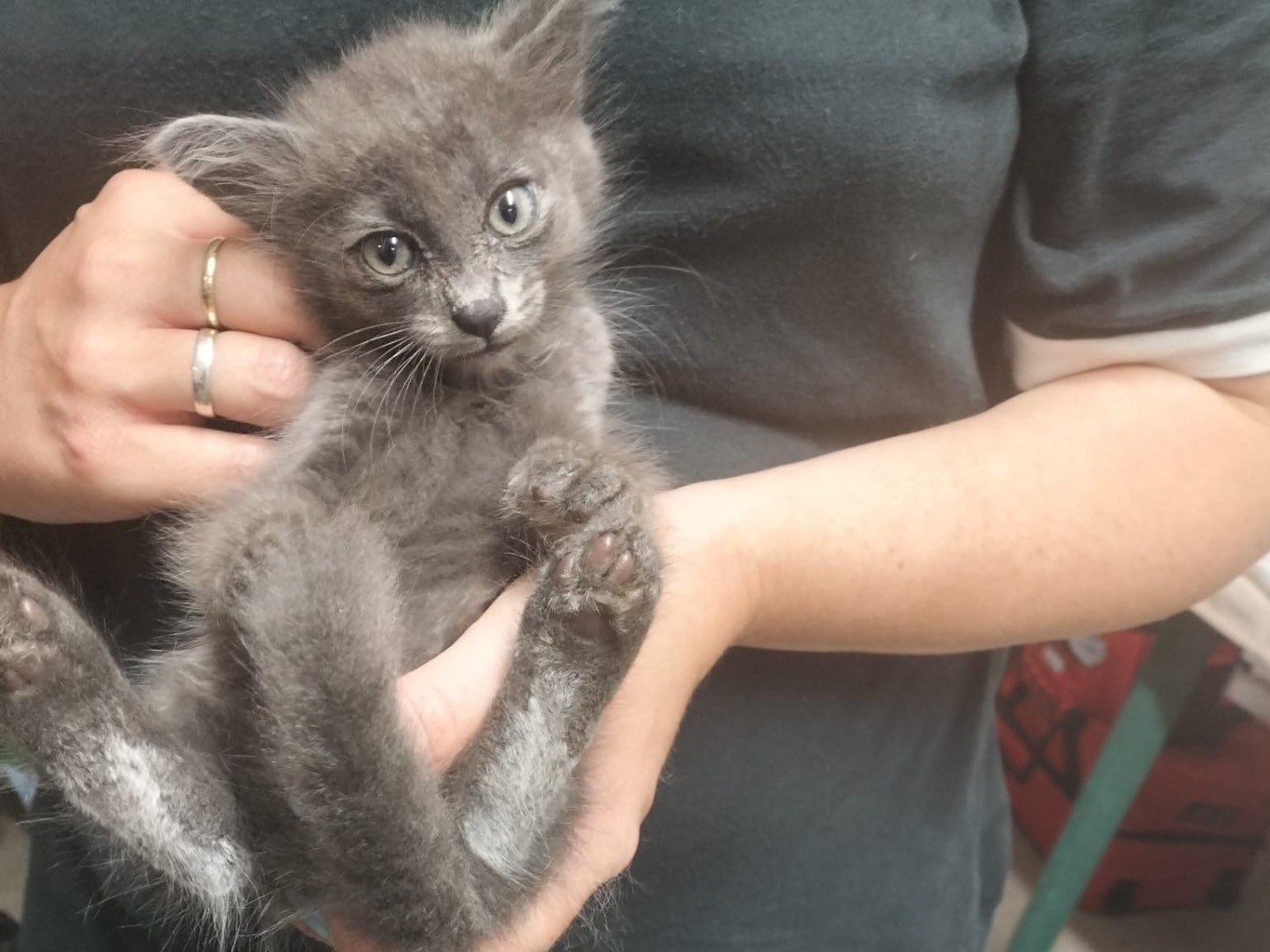 Adotta un gatto, taglia non valida, maschio, Trento
