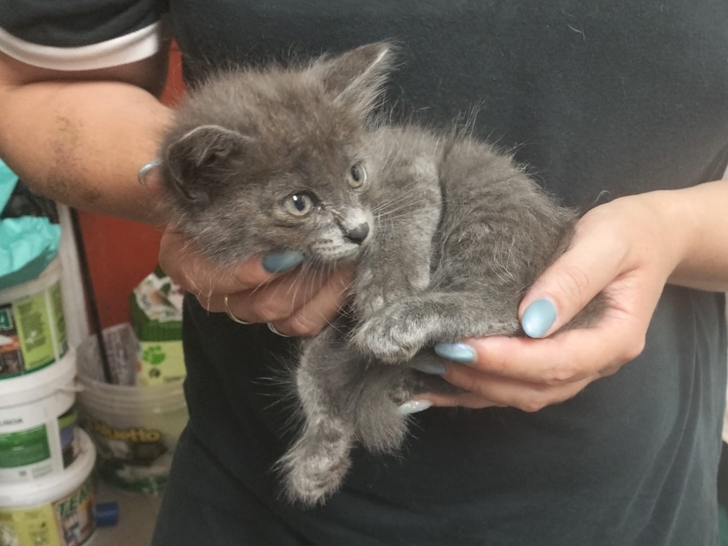 Vuoi adottare un gatto a Trento?