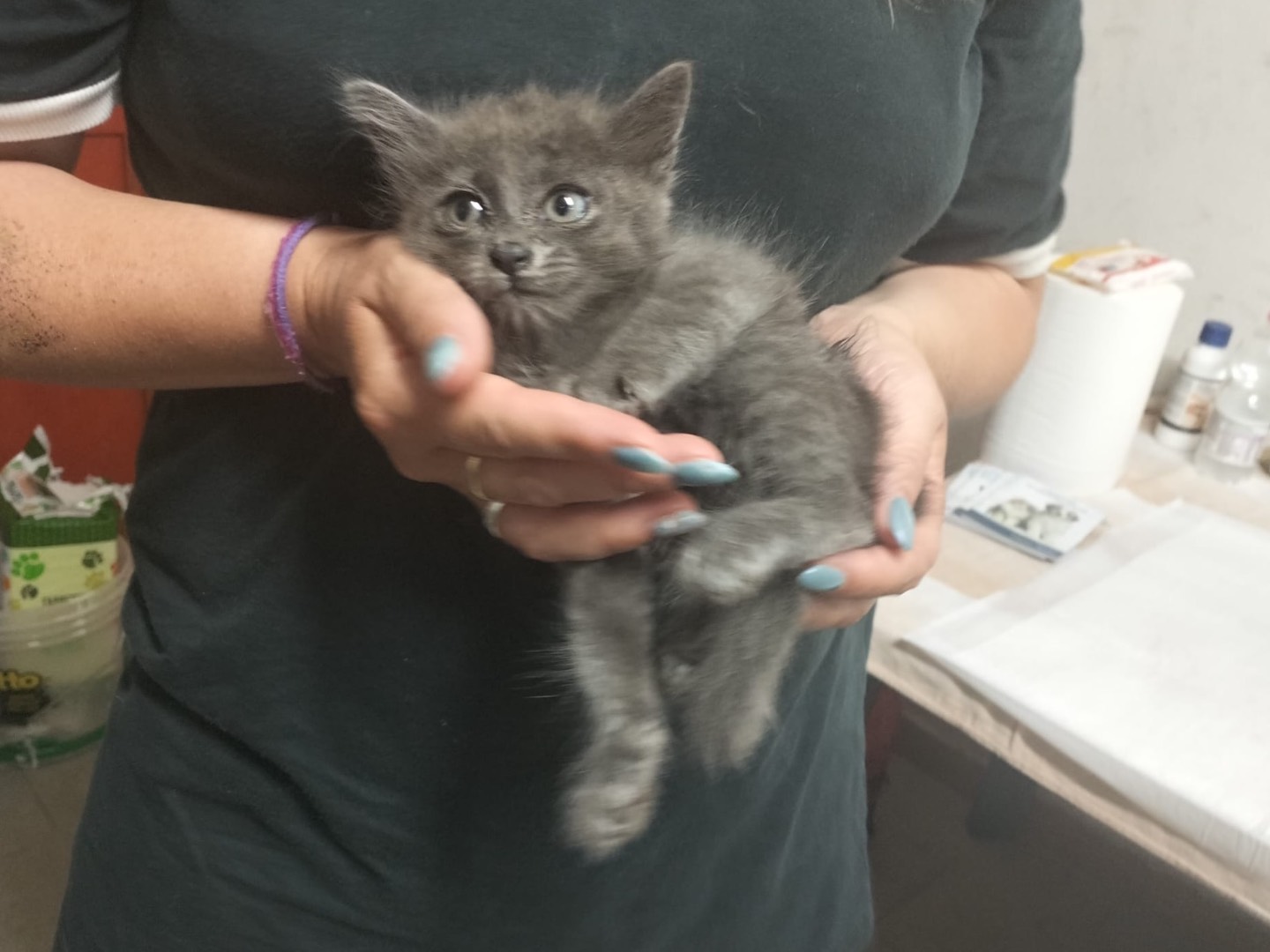 Adotta il gatto Pascal a Trento