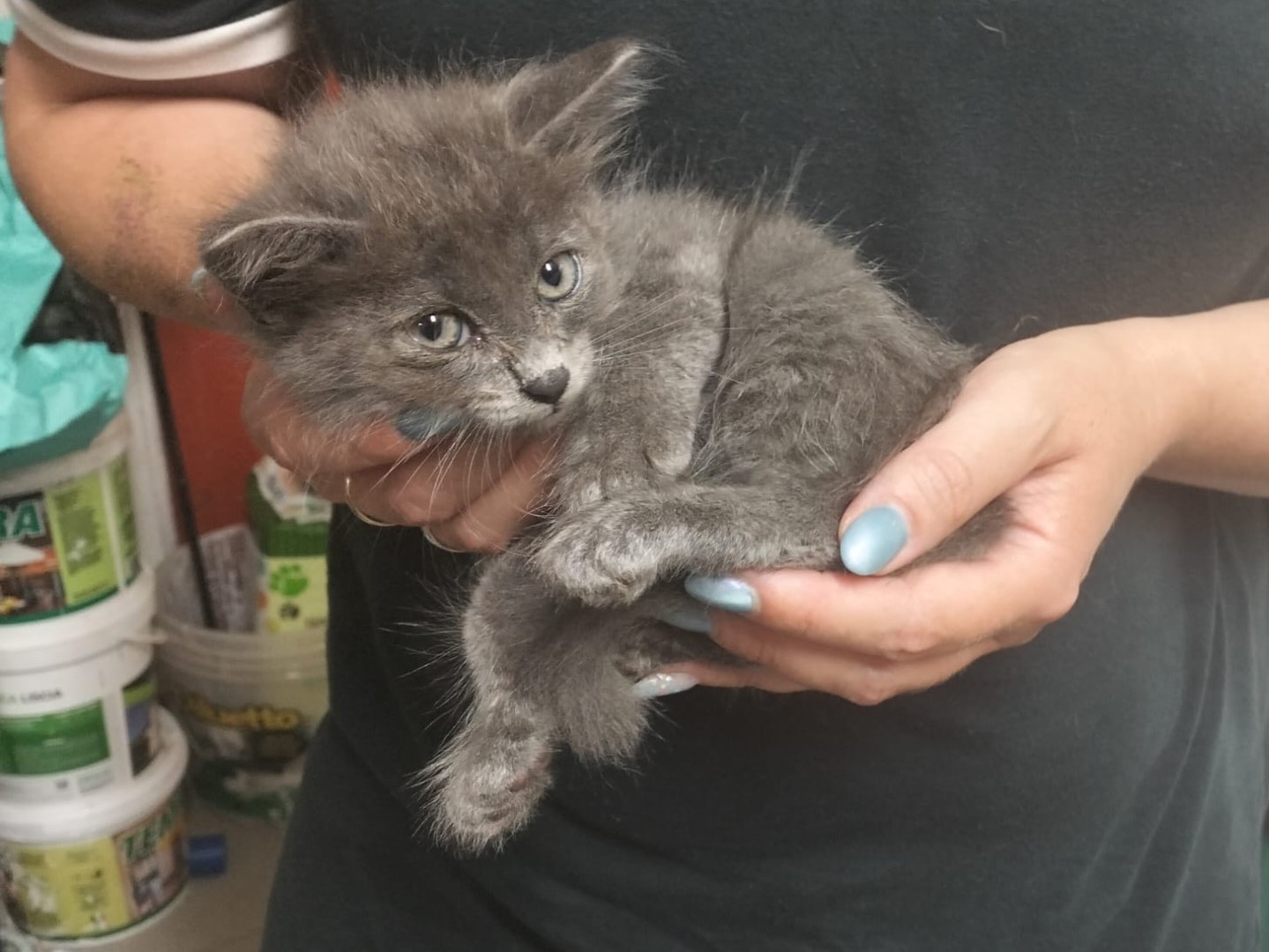 Adozione gatto, maschio, Razza sconosciuta Razza sconosciuta, 3 settimane, taglia non valida, Trento