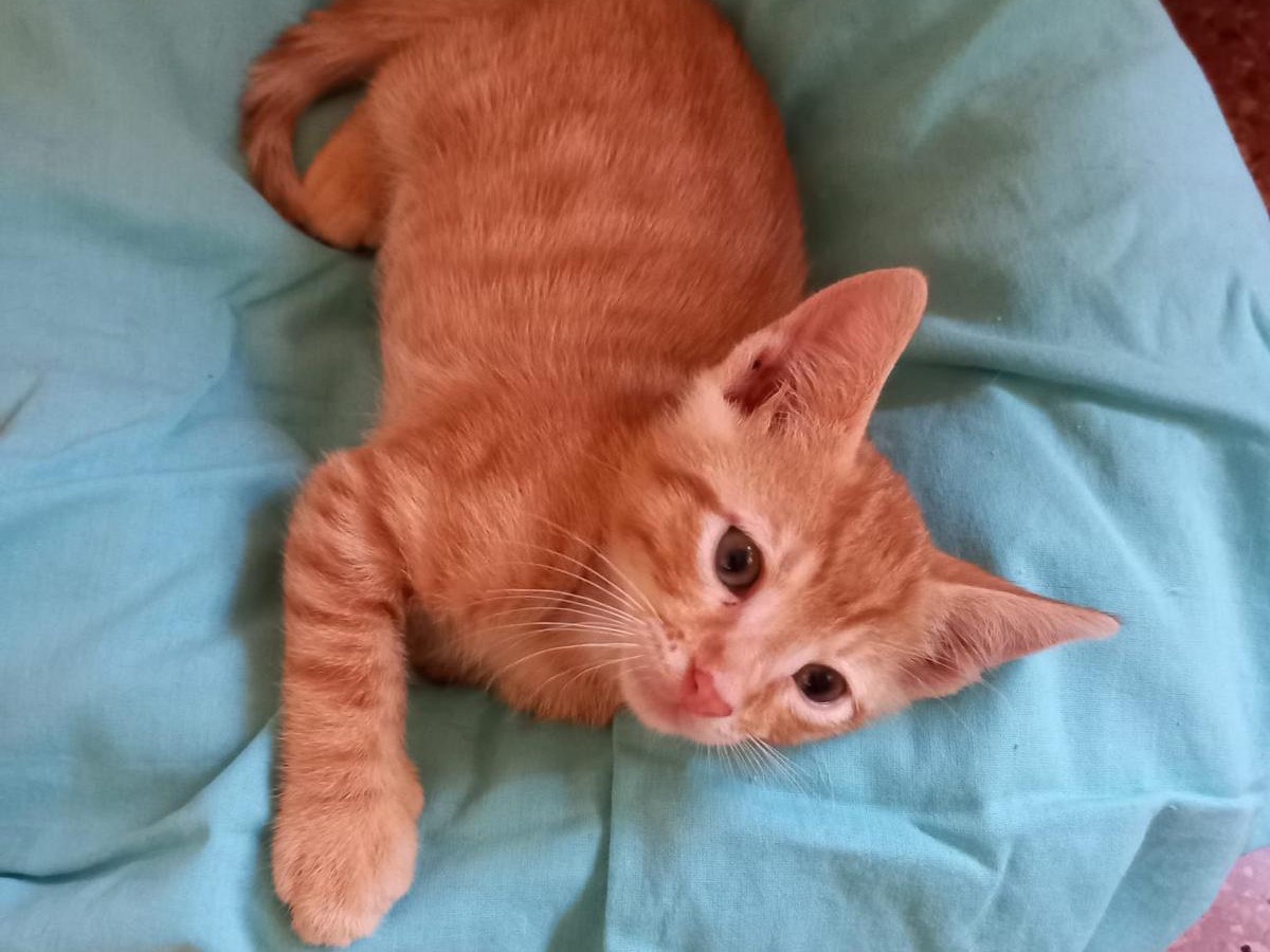 Adozione gatto, maschio, Razza sconosciuta Razza sconosciuta, 1 mese, taglia non valida, Latina