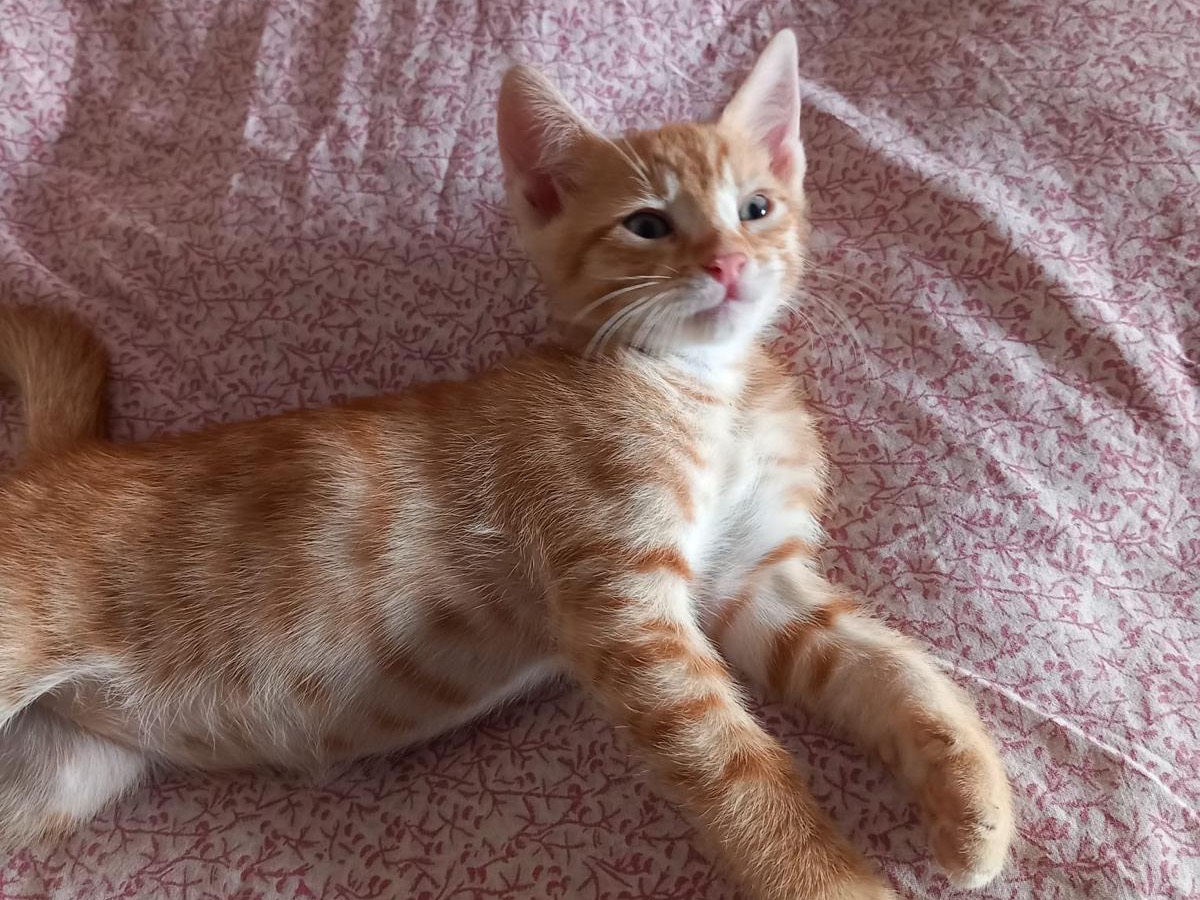 Adotta un gatto, maschio, 1 mese, Latina