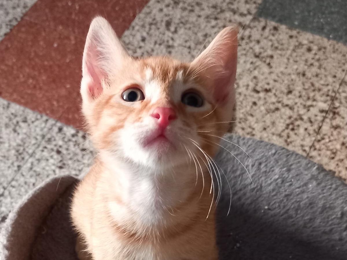 Adotta un gatto, taglia non valida, maschio, Latina