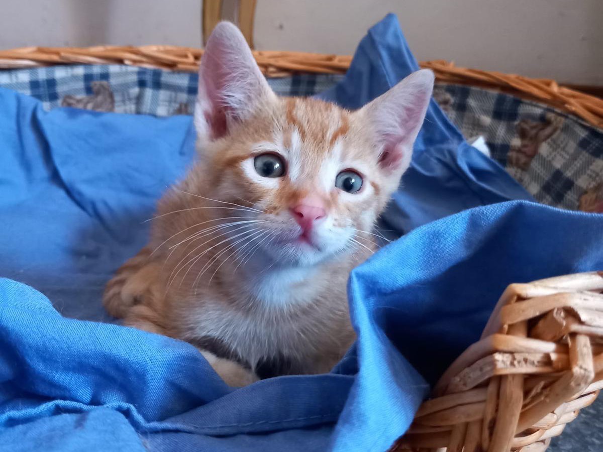 Vuoi adottare un gatto a Latina?