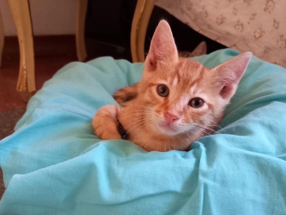 Adotta il gatto Miele a Latina