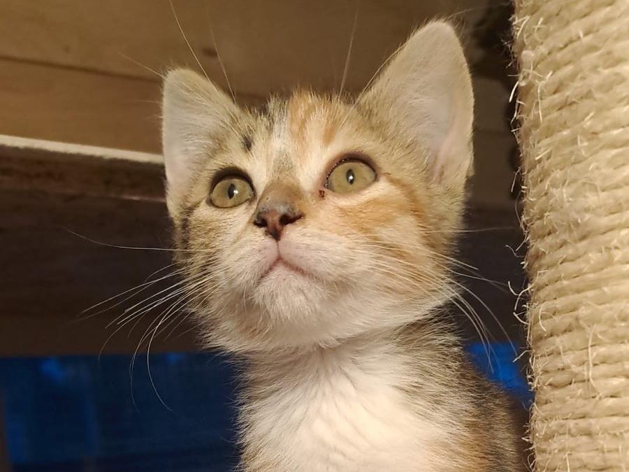 Vuoi adottare un gatto a Latina?