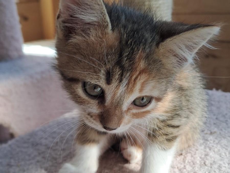 Adotta il gatto Clio a Latina