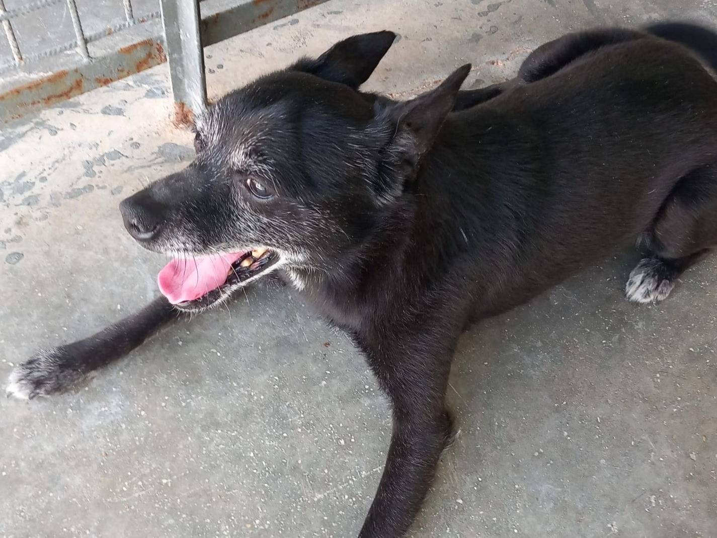 Adotta un cane, taglia piccola, maschio, Milano
