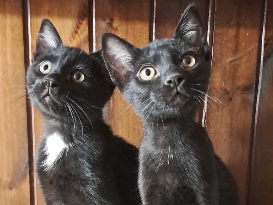 Adozione gatto, maschio, Razza sconosciuta Razza sconosciuta, 2 mesi, taglia non valida, Latina