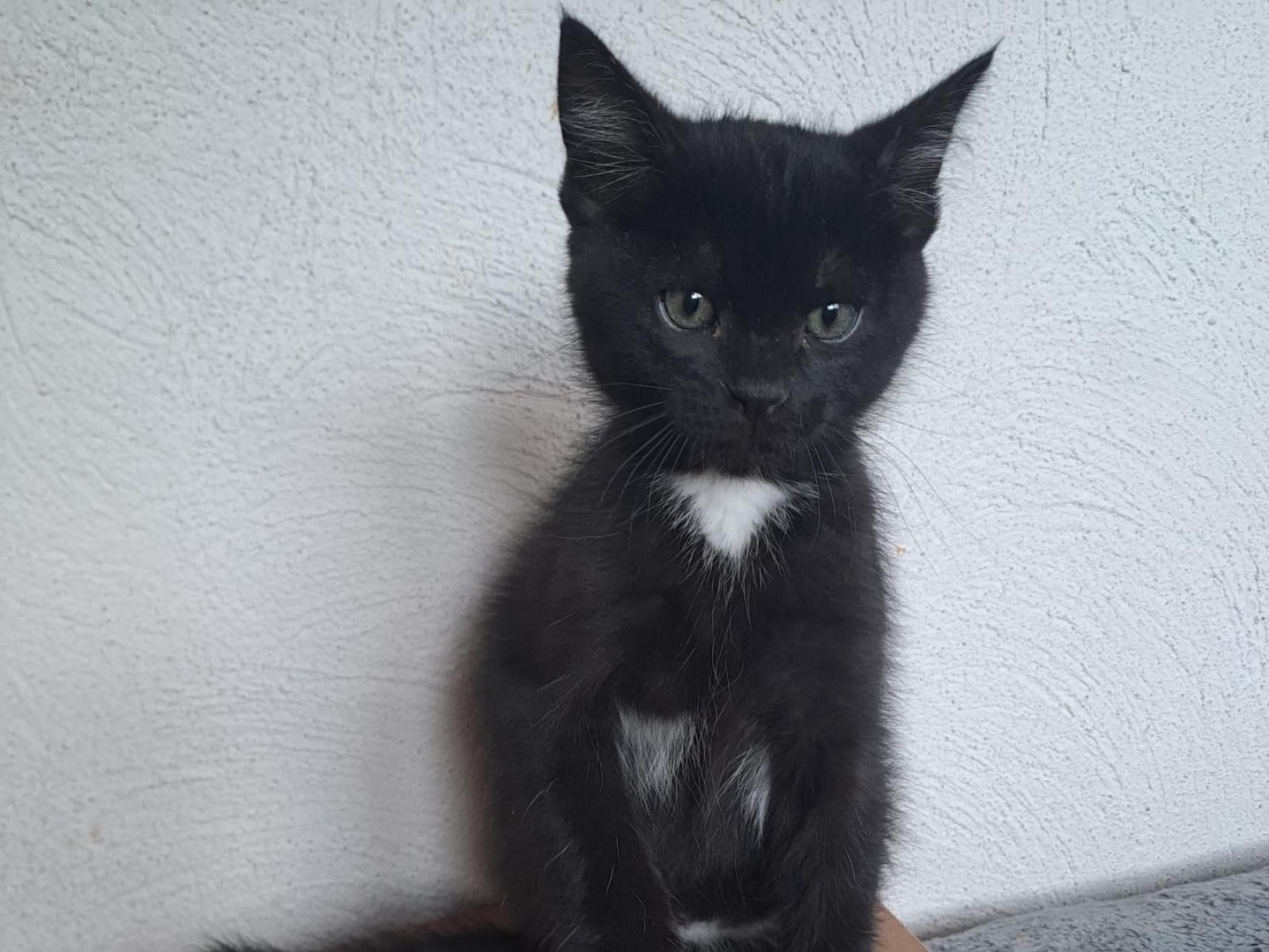 Adotta un gatto, maschio, 2 mesi, Latina