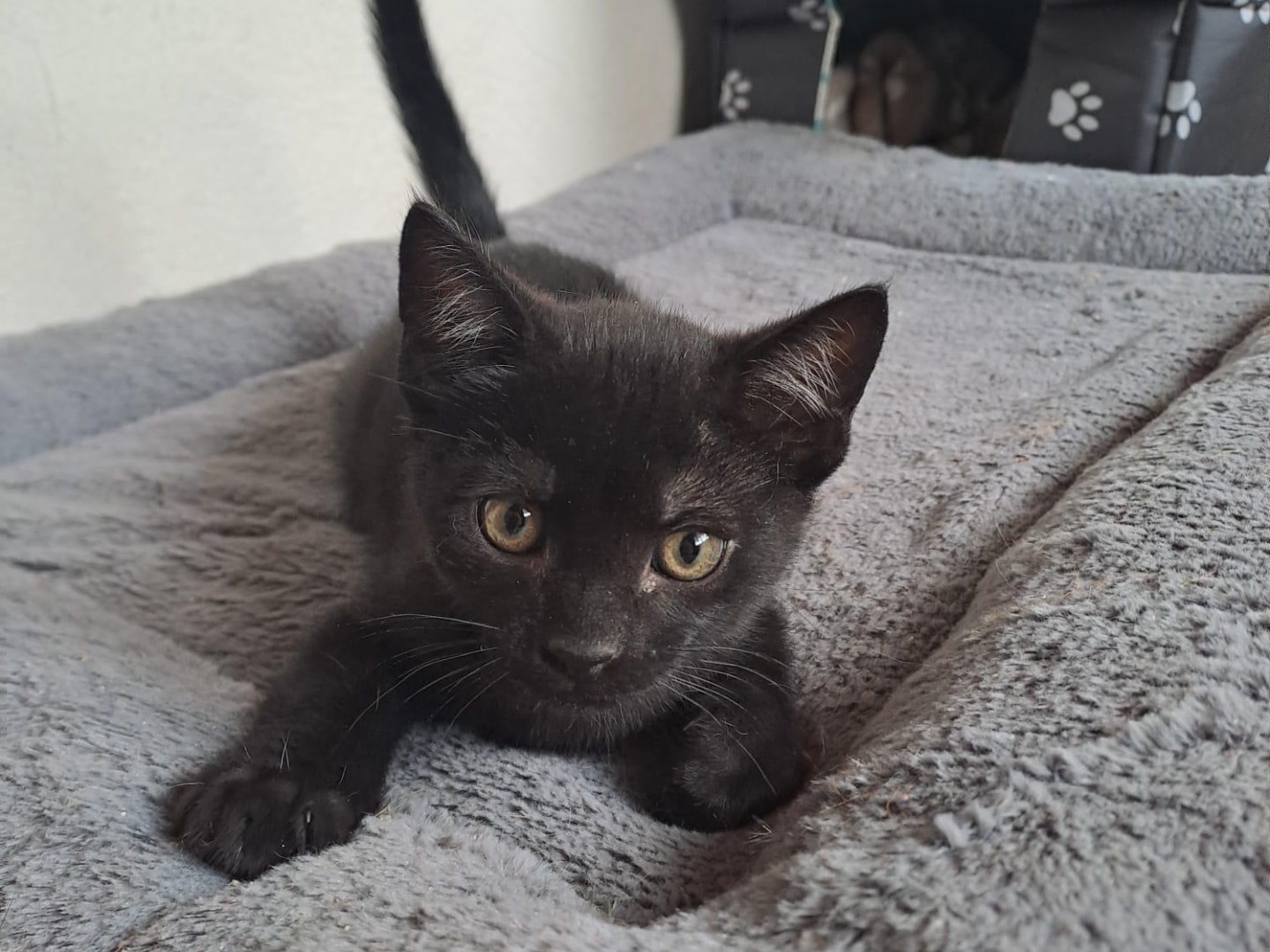 Adotta un gatto, taglia non valida, maschio, Latina