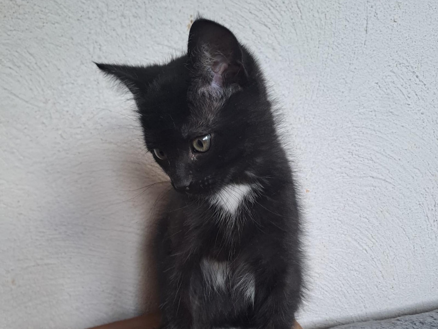 Vuoi adottare un gatto a Latina?
