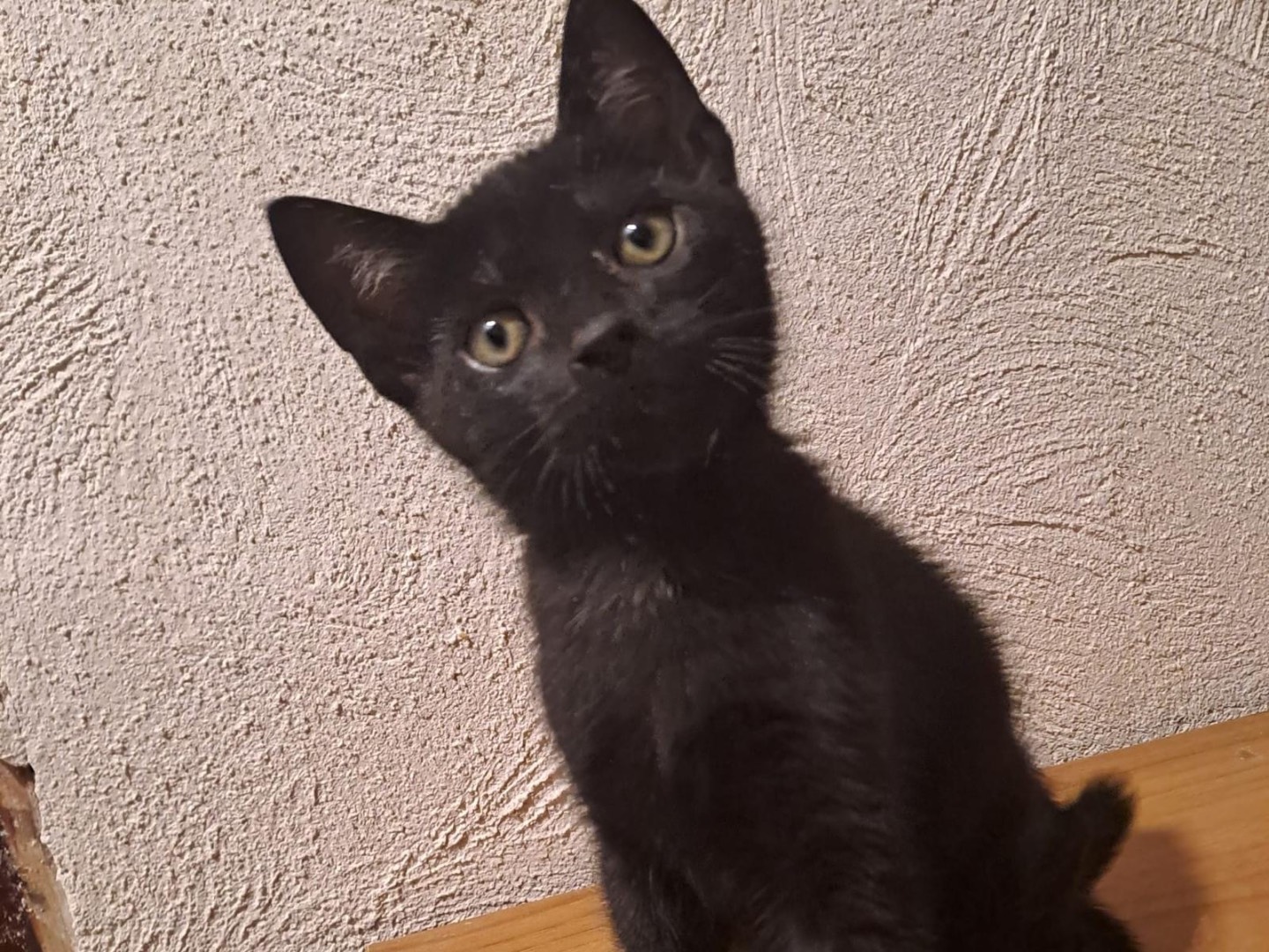 Adotta il gatto Oreo e Ringo a Latina