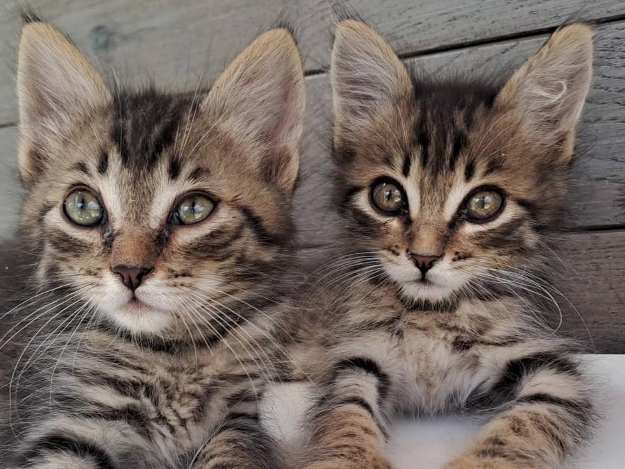 Adozione gatto, maschio, Razza sconosciuta Razza sconosciuta, 1 mese, taglia non valida, Latina