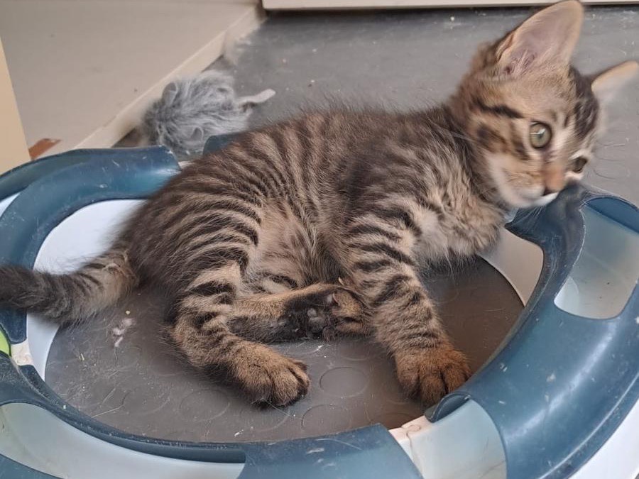 Adotta un gatto, maschio, 1 mese, Latina