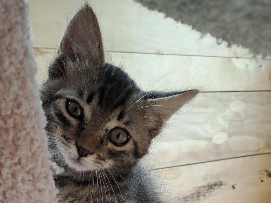 Adotta un gatto, taglia non valida, maschio, Latina