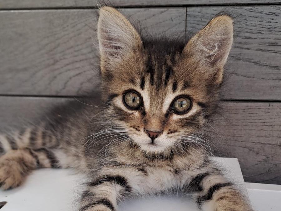 Vuoi adottare un gatto a Latina?