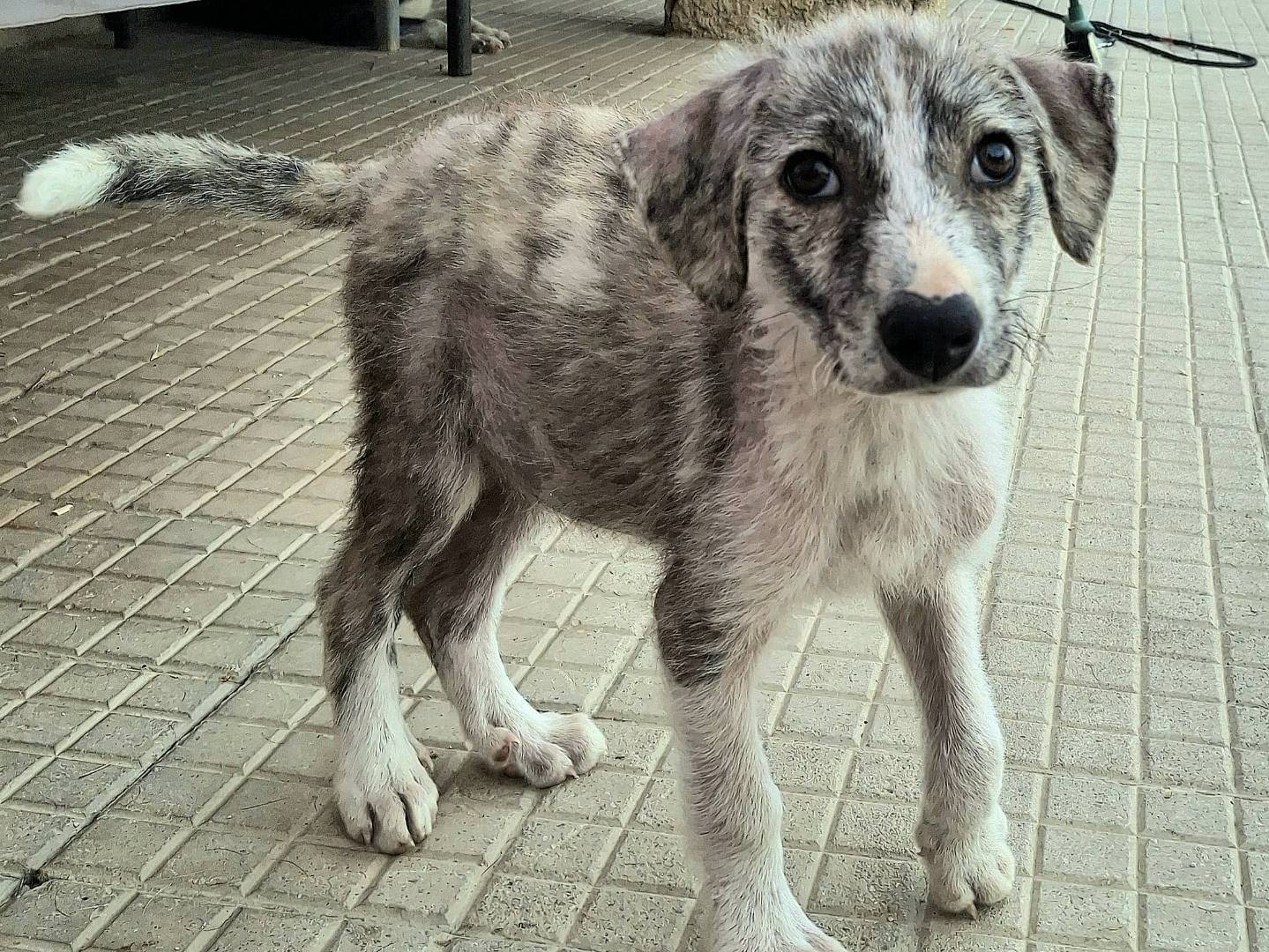 Adozione cane, maschio, Razza sconosciuta Razza sconosciuta, 2 mesi, taglia media, Palermo