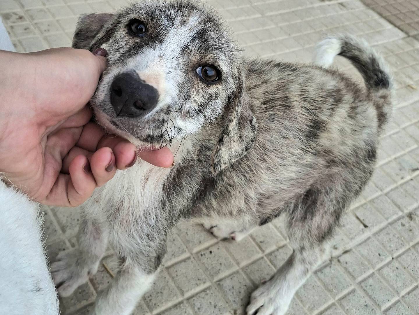 Adotta un cane, maschio, 2 mesi, Palermo