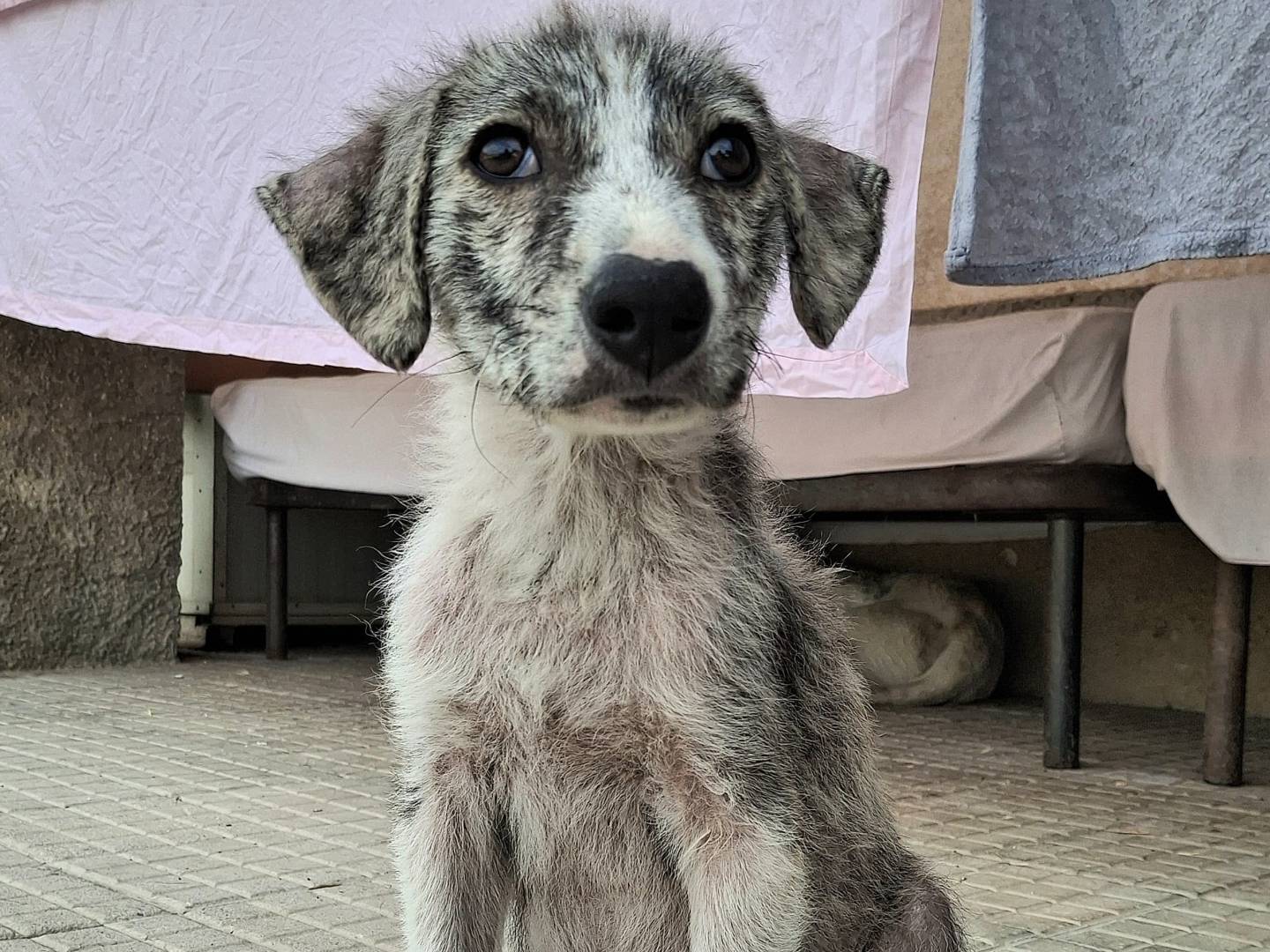 Adotta un cane, taglia media, maschio, Palermo