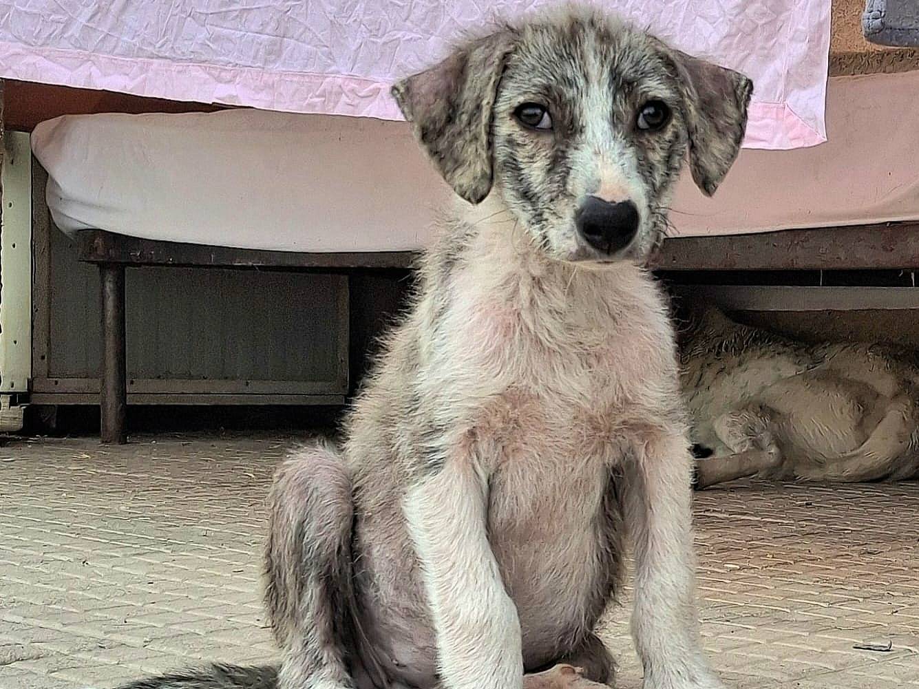 Vuoi adottare un cane a Palermo?