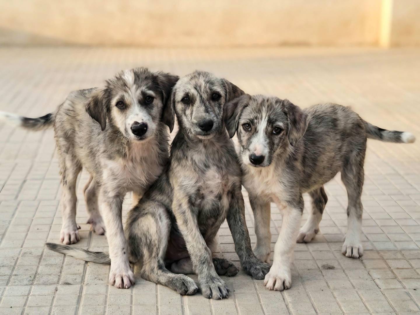Adotta il cane Silver a Palermo