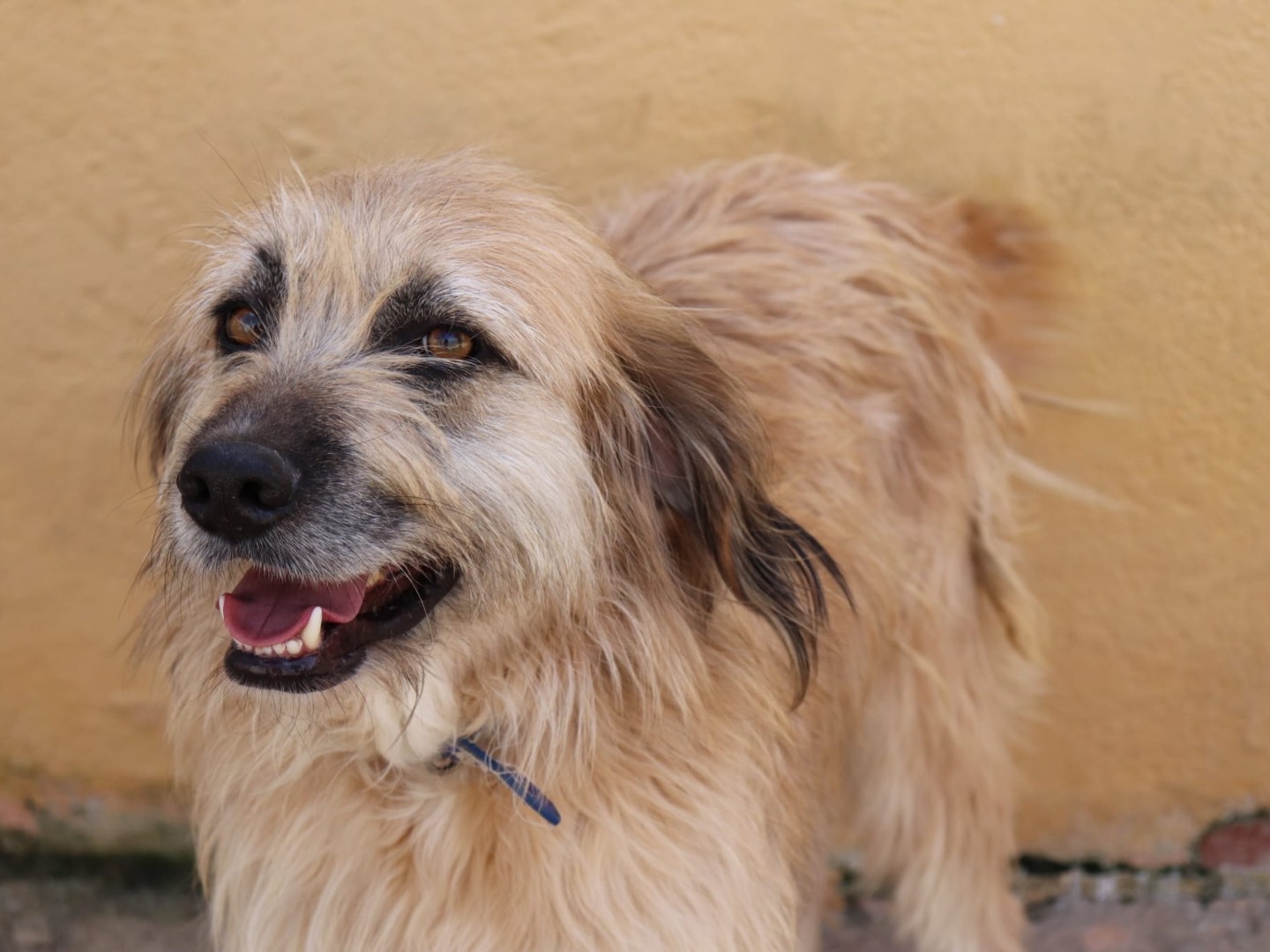 Adozione cane, maschio, Razza sconosciuta Razza sconosciuta, 5 anni e 4 mesi, taglia media, Sud
