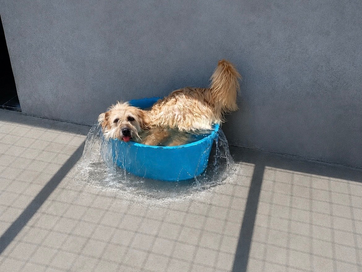 Adotta un cane, maschio, 5 anni e 4 mesi, Sud