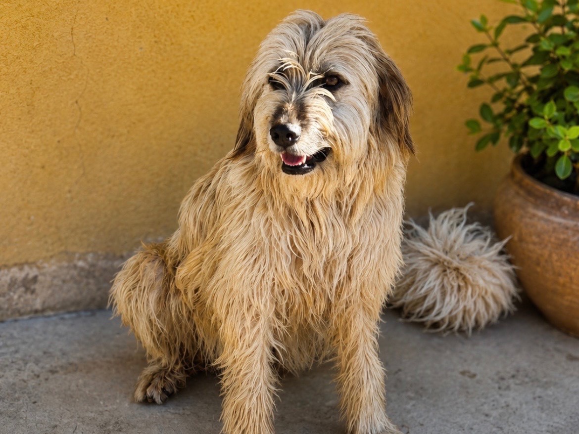 Adotta un cane, taglia media, maschio, Sud