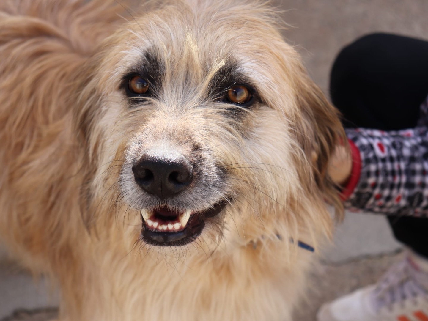 Vuoi adottare un cane a Sud?