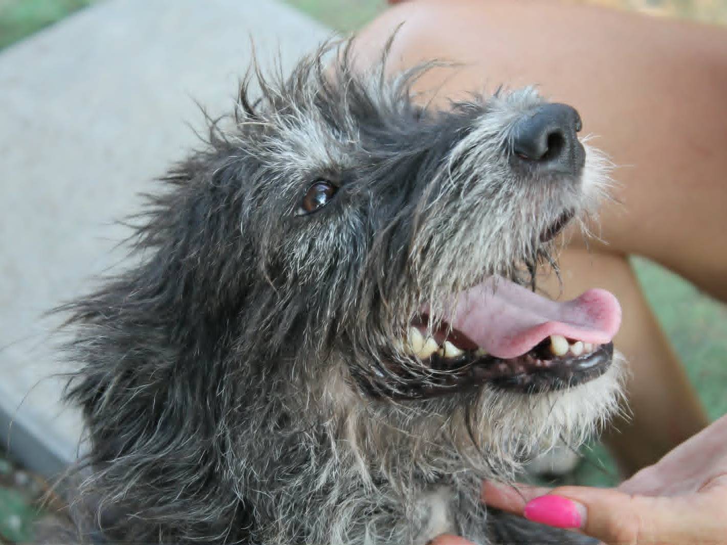 Adotta un cane, femmina, 5 anni e 4 mesi, Catania