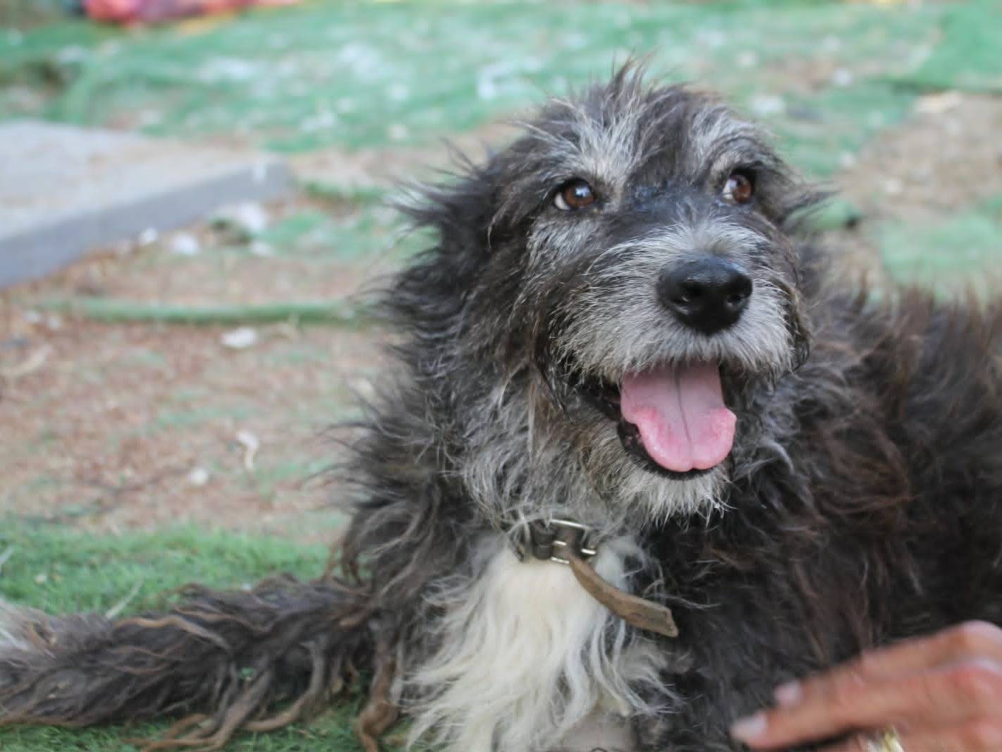 Adotta un cane, taglia media, femmina, Catania