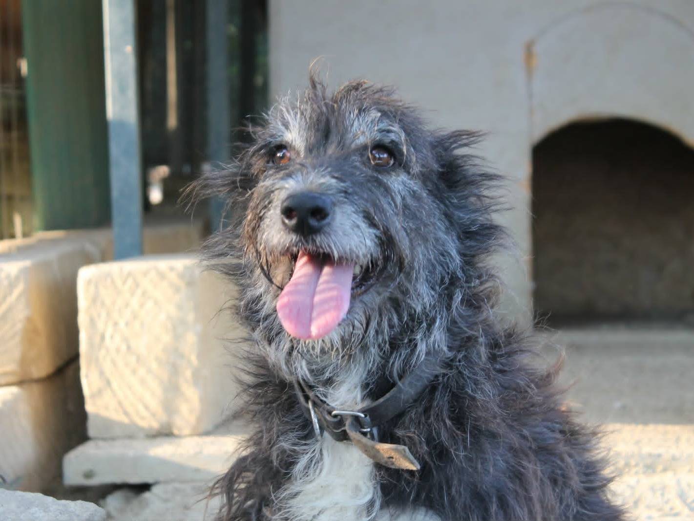 Vuoi adottare un cane a Catania?