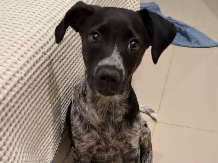 Vuoi adottare un cane a Catania?
