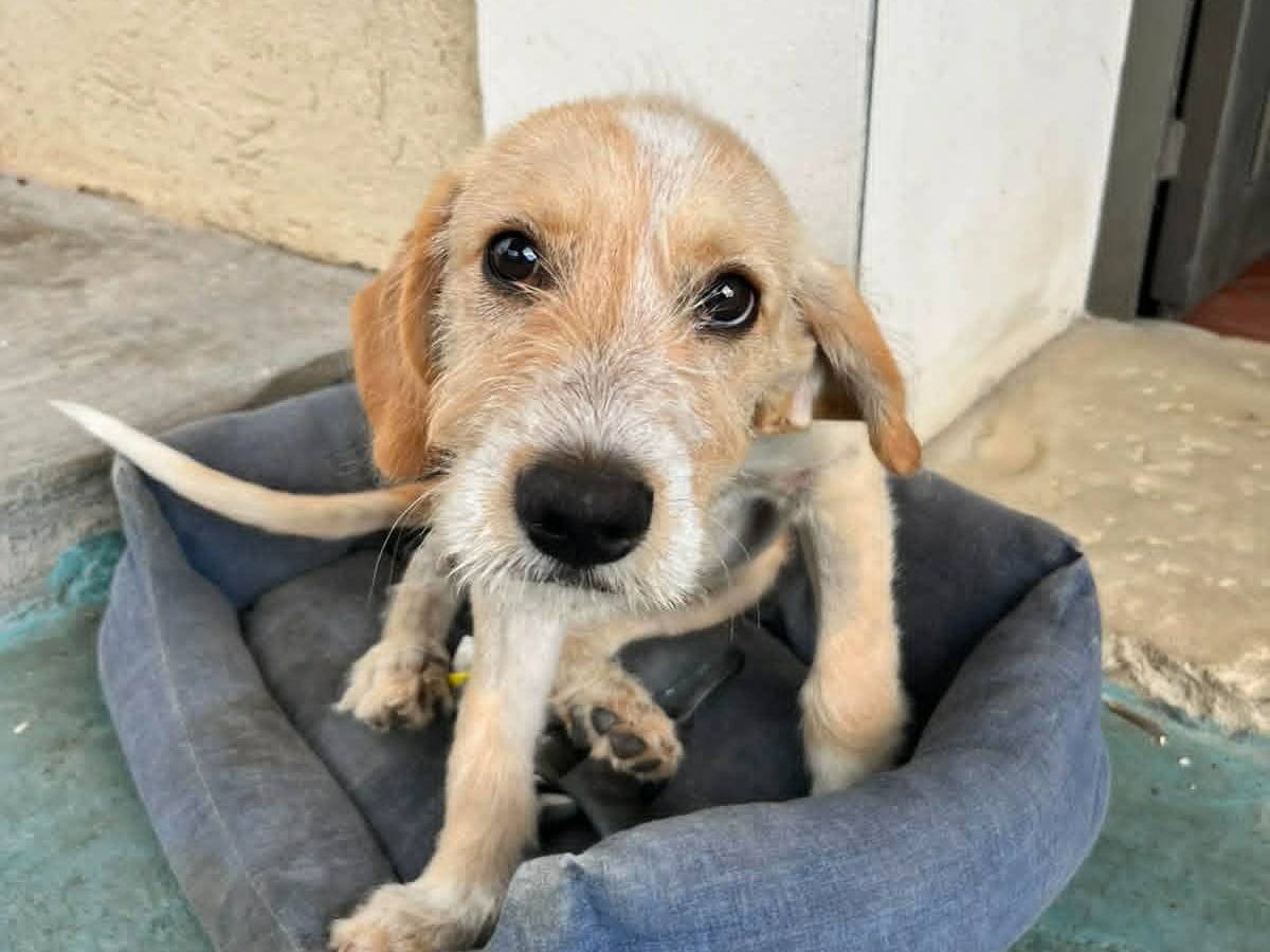 Adozione cane, maschio, Razza sconosciuta Razza sconosciuta, 4 mesi, taglia media contenuta, Catania
