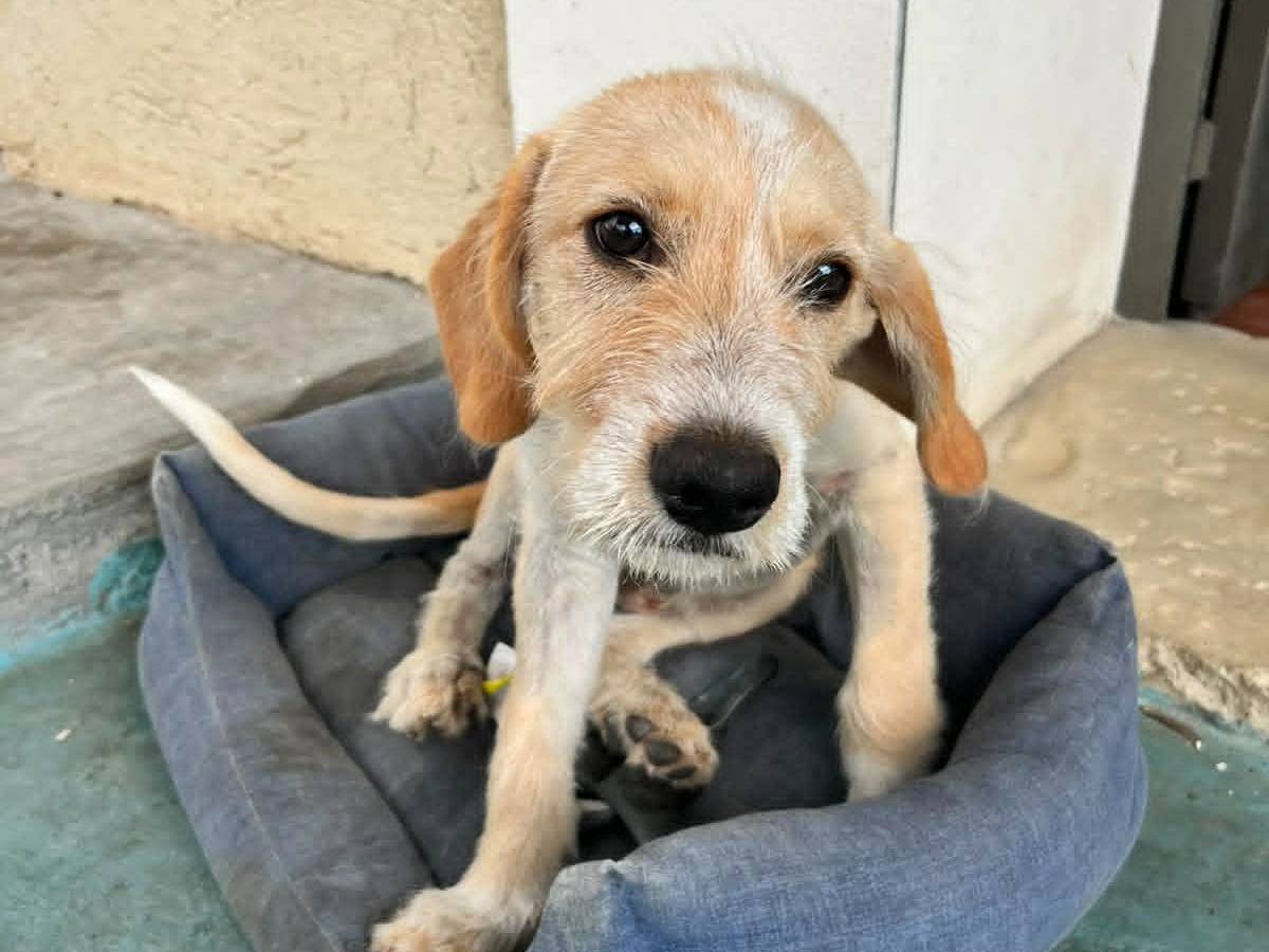 Adotta un cane, maschio, 4 mesi, Catania