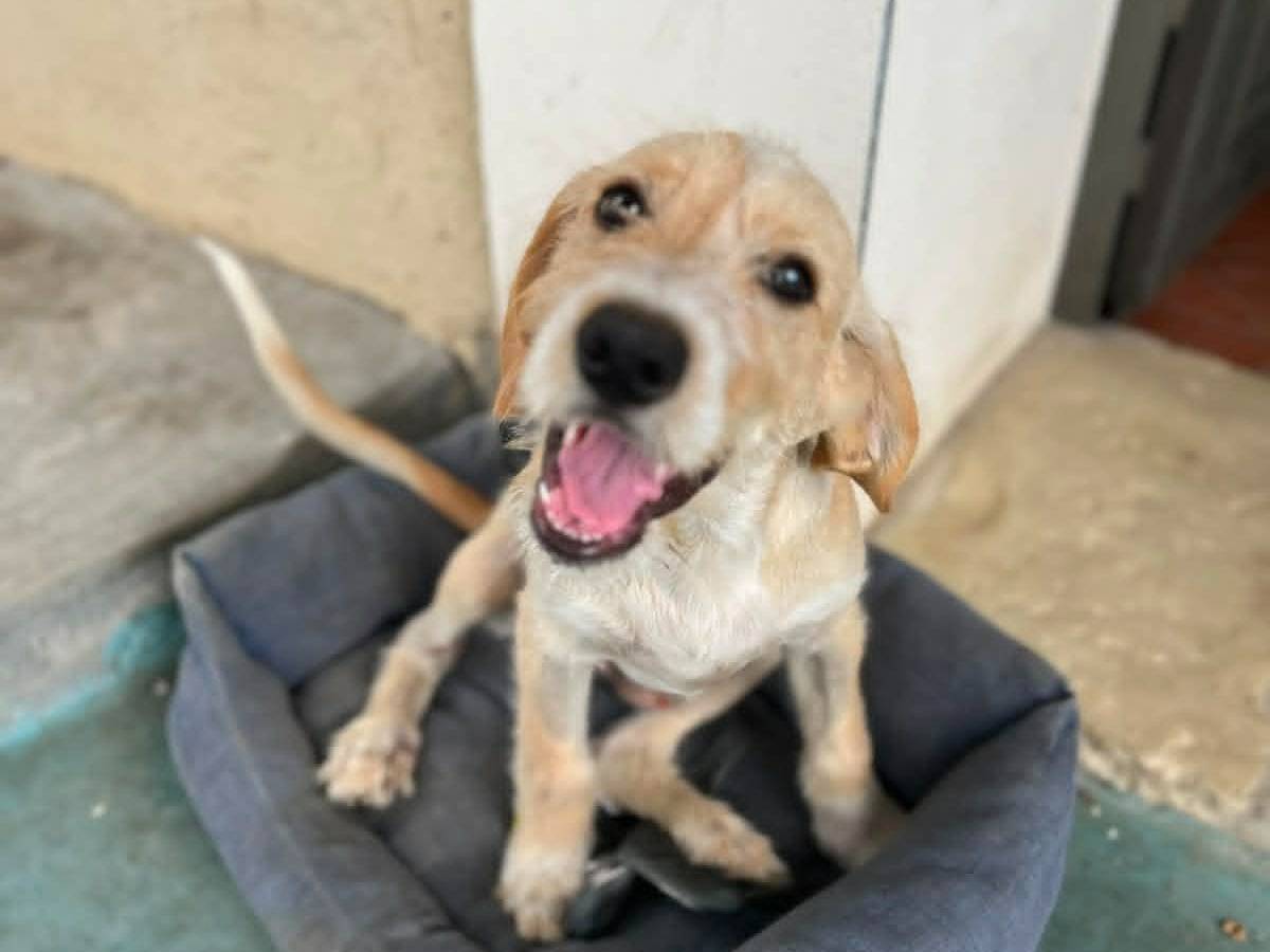 Adotta un cane, taglia media contenuta, maschio, Catania