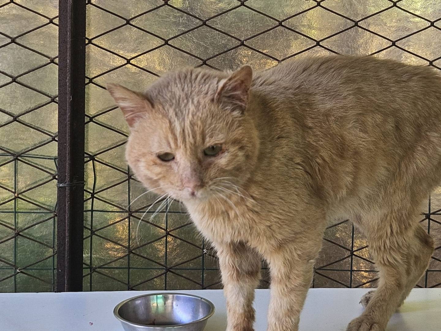 Adozione gatto, maschio, Razza sconosciuta Razza sconosciuta, 6 anni, taglia non valida, Terni