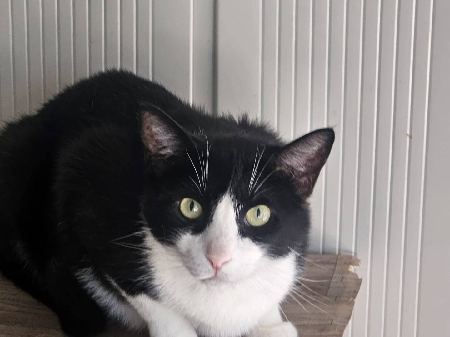 Adozione gatto, maschio, Razza sconosciuta Razza sconosciuta, 4 anni, taglia non valida, Terni