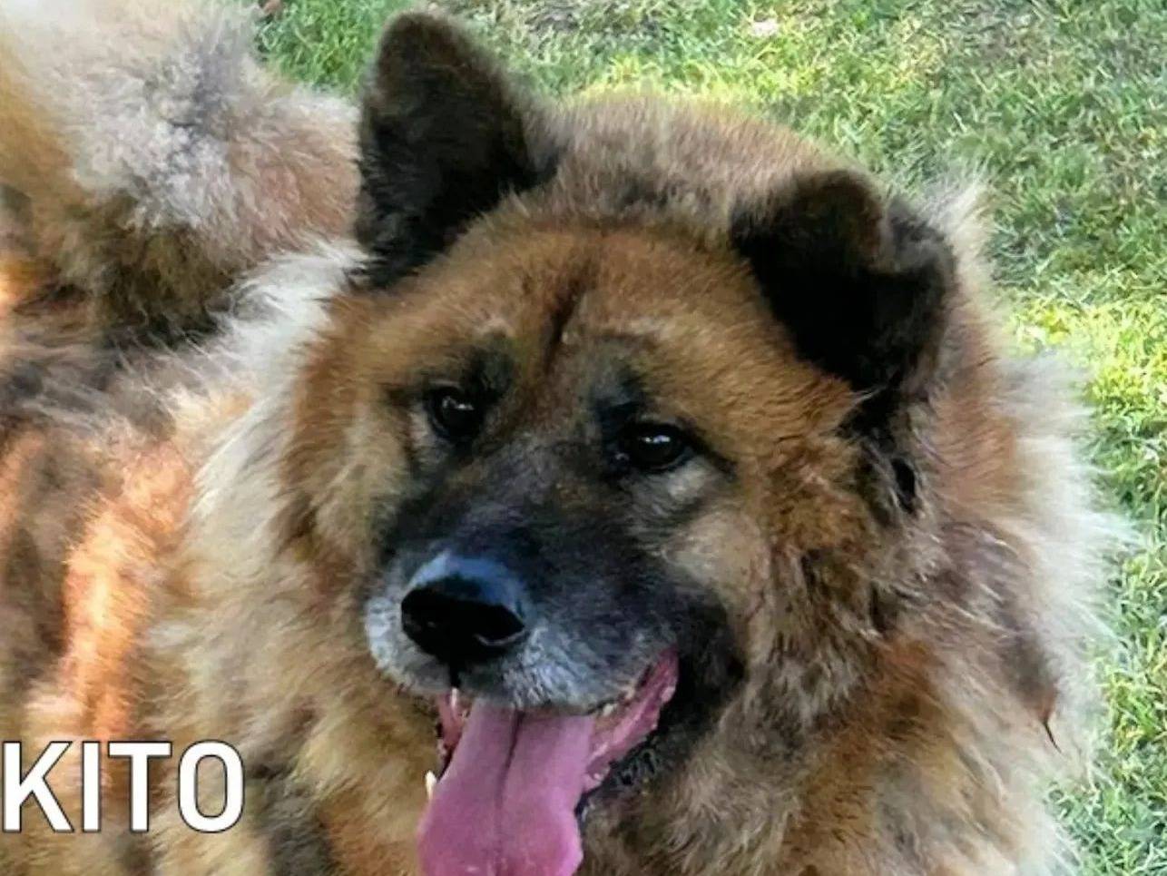 Adozione cane, maschio, Akita Razza sconosciuta, 7 anni e 4 mesi, taglia gigante, Frosinone