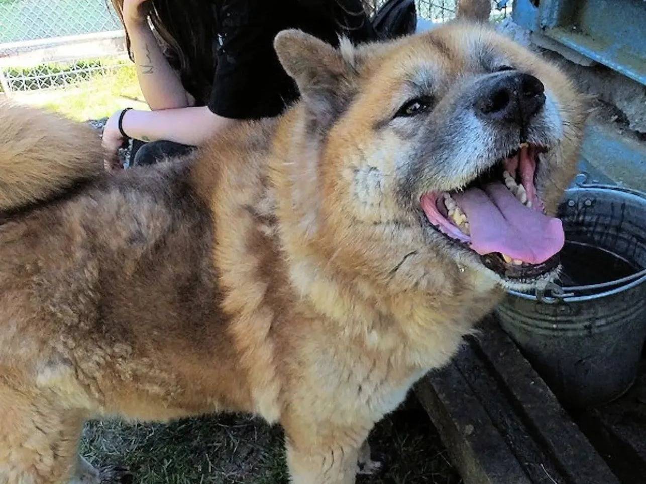 Adotta un cane, maschio, 7 anni e 4 mesi, Frosinone