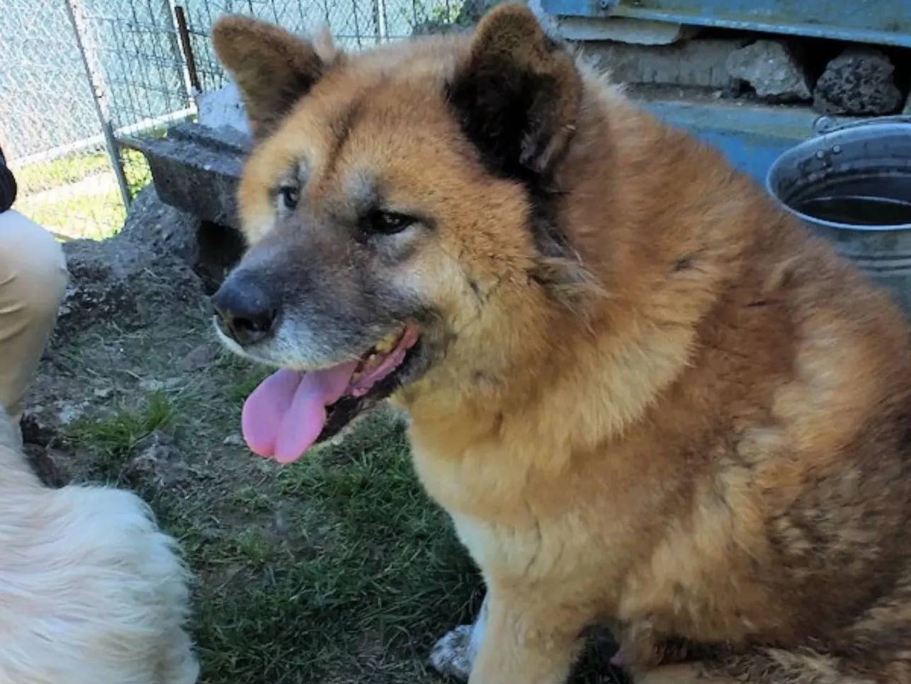 Adotta un cane, taglia gigante, maschio, Frosinone