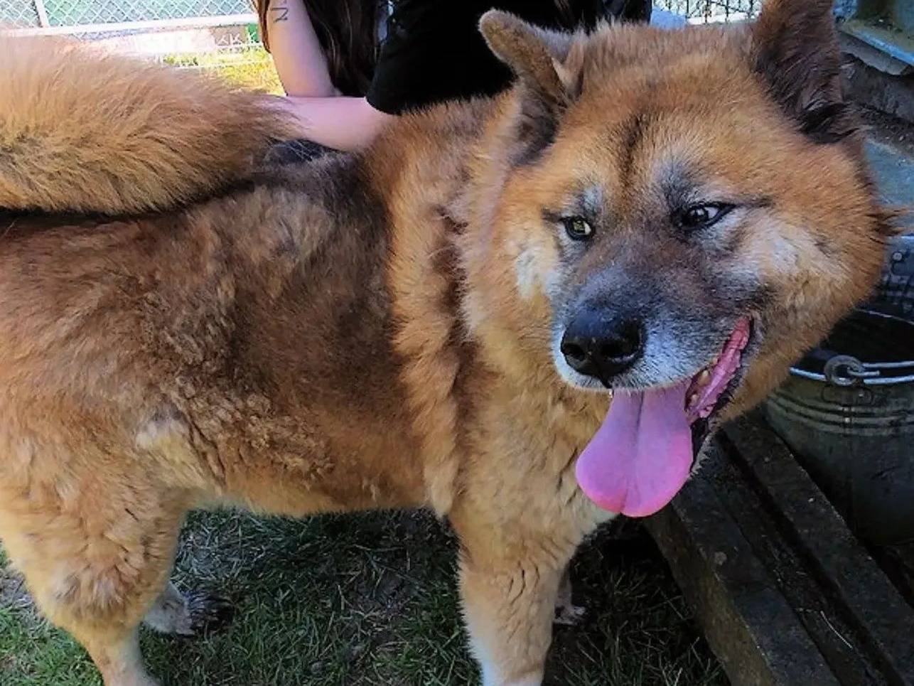 Vuoi adottare un cane a Frosinone?