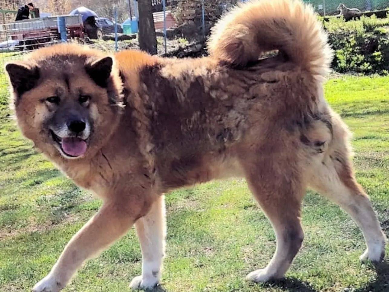 Adotta il cane KITO a Frosinone