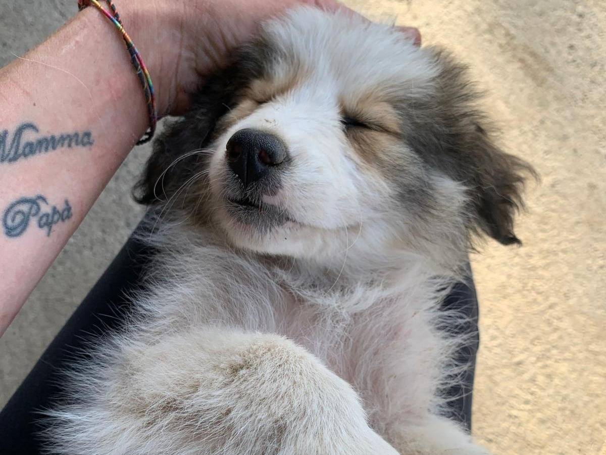 Adotta un cane, femmina, 2 mesi, Catanzaro