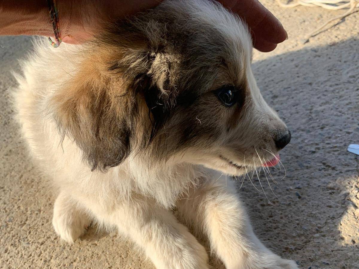 Adotta un cane, taglia media, femmina, Catanzaro