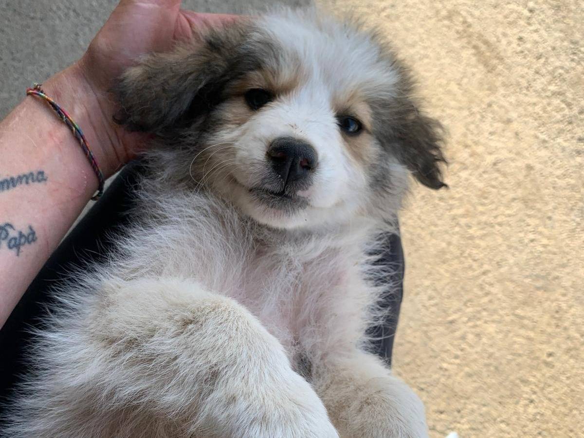 Adozione cane, femmina, Razza sconosciuta Razza sconosciuta, 2 mesi, taglia media, Catanzaro