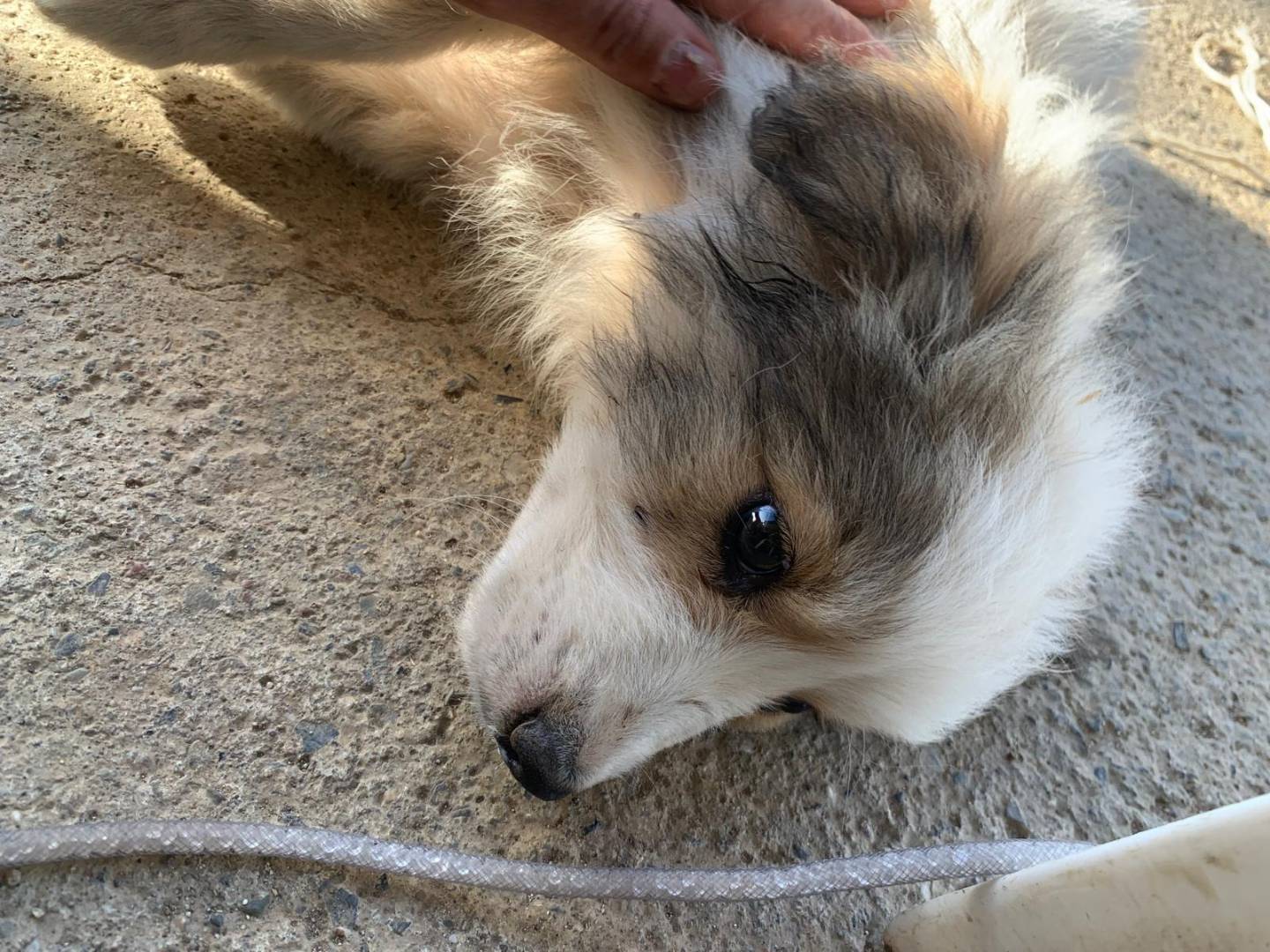 Vuoi adottare un cane a Catanzaro?