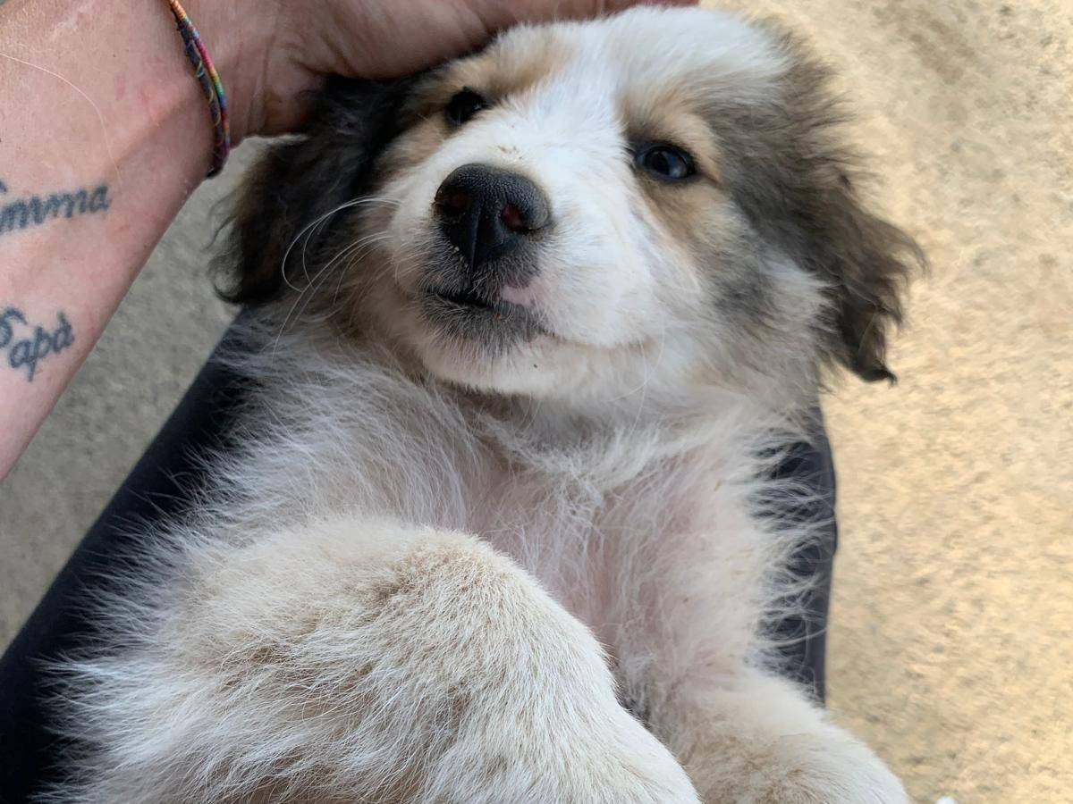 Adotta il cane SAMANTHA a Catanzaro